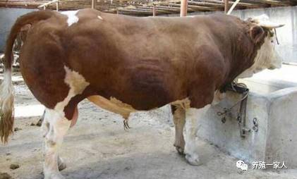 肉牛最新價格概覽，市場走勢、專家觀點與個人投資立場探討