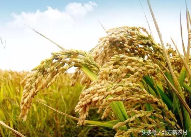 水稻價(jià)格最新行情解析，獲取與分析水稻價(jià)格信息的指南