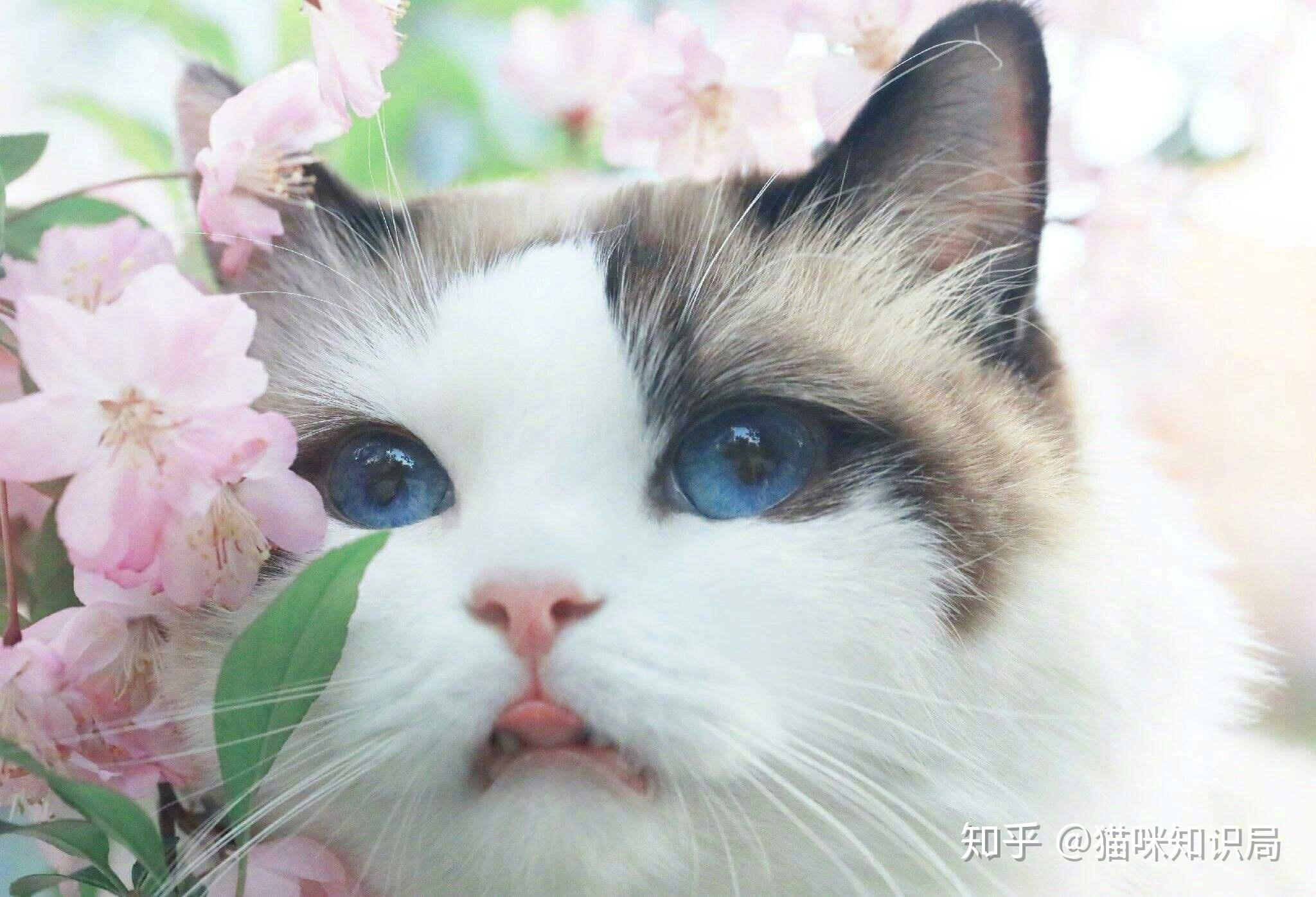 貓咪網(wǎng)最新論述解析