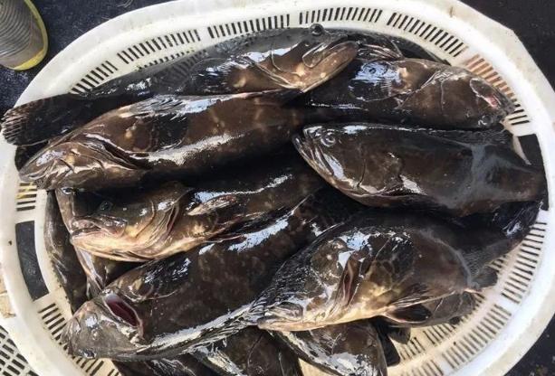 魚市最新行情揭秘，熱門品種、市場(chǎng)走勢(shì)與行業(yè)洞察