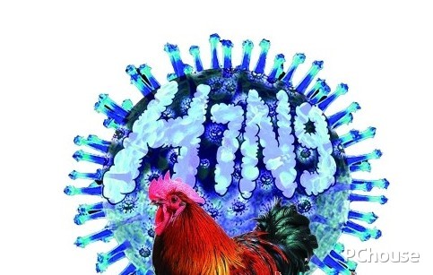 最新雞冠病毒防護(hù)指南，初學(xué)者與進(jìn)階用戶的應(yīng)對策略