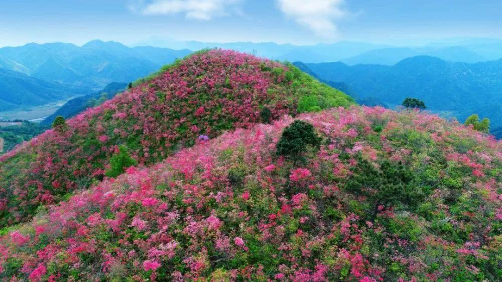 臺(tái)州最新賞花秘境探索，小巷中的花之盛宴