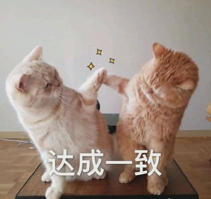 最新貓咪站點(diǎn)，科技革新引領(lǐng)貓奴的新天地