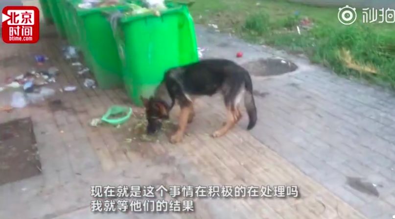 警犬安然，科技守護(hù)安寧，智能引領(lǐng)未來(lái)前沿的力量。