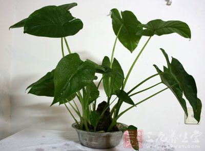 最新打草藥攻略大揭秘，輕松掌握打草藥技巧??你準(zhǔn)備好了嗎？
