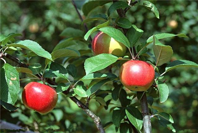 最新病菌癥狀概述與解析