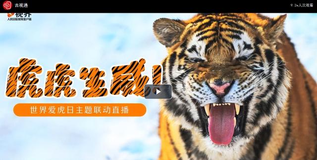 吉林虎豹公園最新動(dòng)態(tài)與相關(guān)論述揭秘