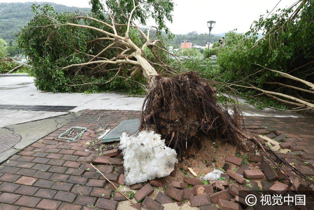 福建廈門臺風最新消息更新，臺風動態(tài)及影響分析